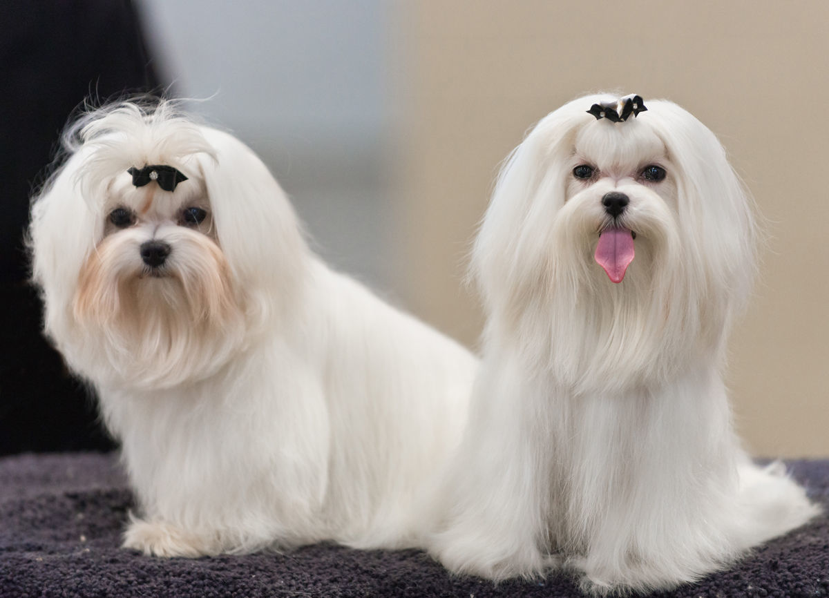 Maltese